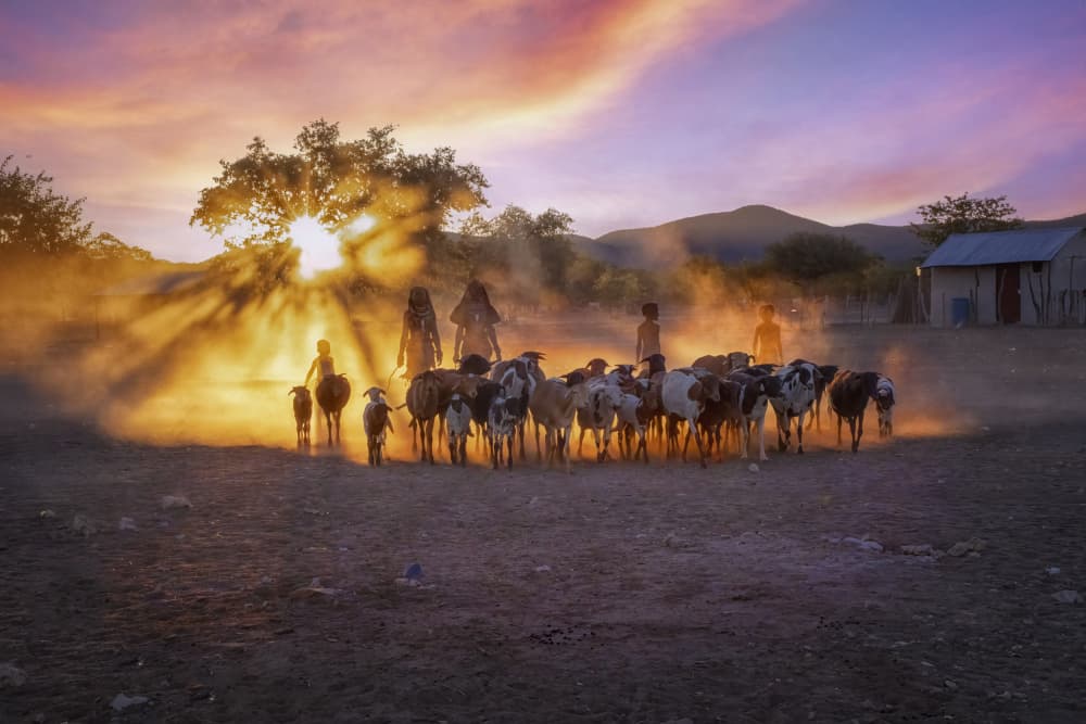 Golden Sunset Herding by Lisa D. Tang — canvas wall art