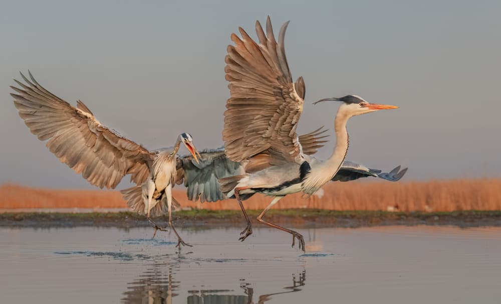 Herons in Flight by Jennifer Lu — canvas wall art