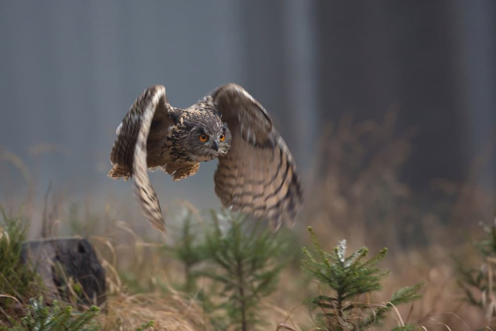 Intense Owl Flight by Milan Zygmunt — canvas wall art