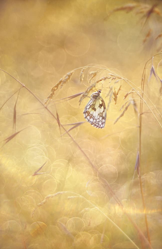 Golden Meadow Butterfly by Elisabeth van Helden — canvas wall art