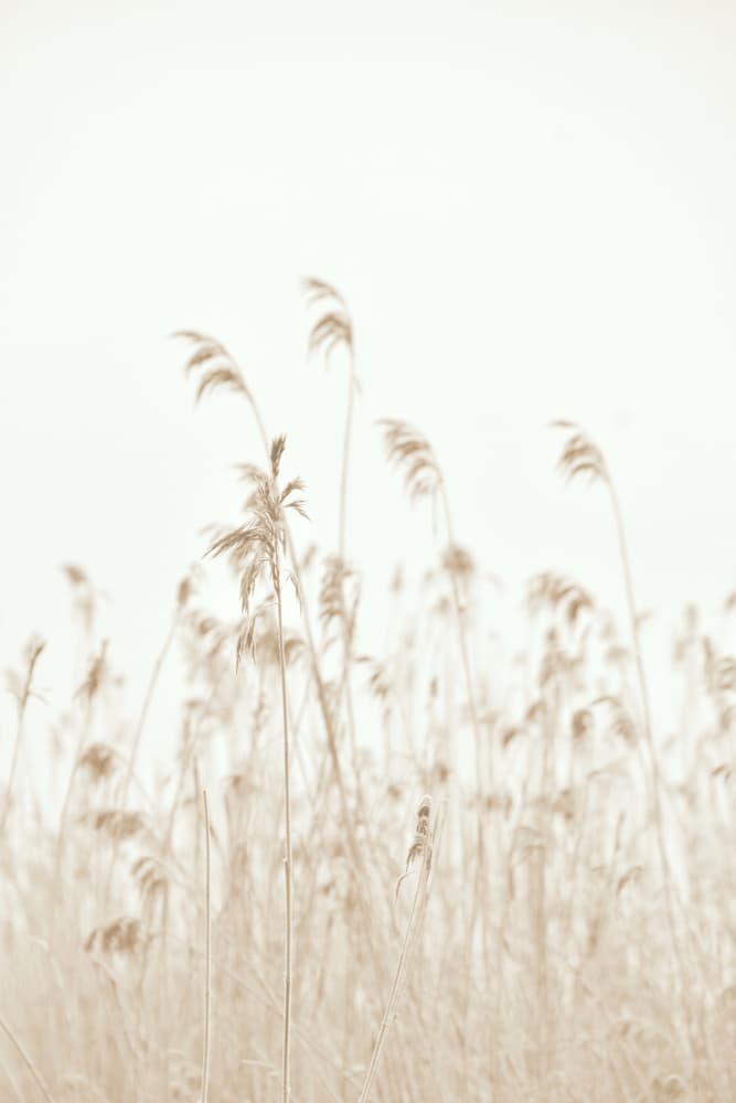 Soft Swaying Reeds