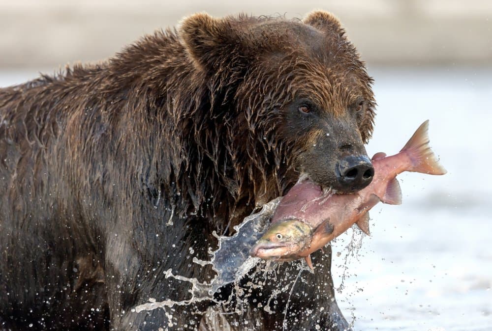 Brown Bear Catching Salmon by Giuseppe DAmico — canvas wall art