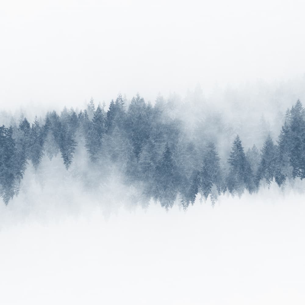 Misty Forest Pines by Lynann Colligan — canvas wall art