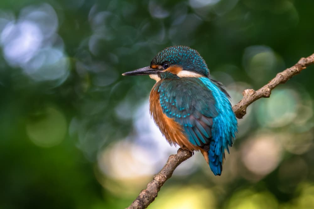 Vibrant Kingfisher Perched by Damian Stopczynski — canvas wall art