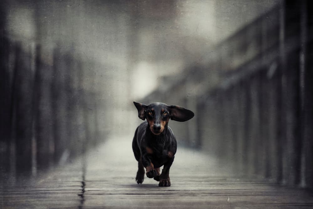 Running Dachshund on Bridge by Heike Willers — canvas wall art