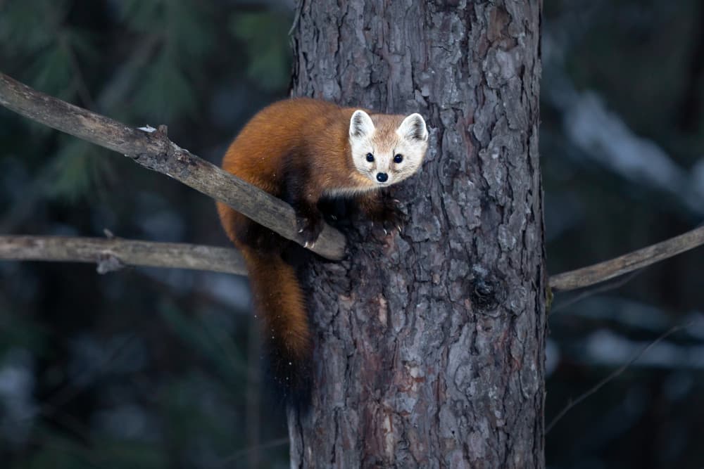 Curious Forest Marten by Steven Zhou — canvas wall art