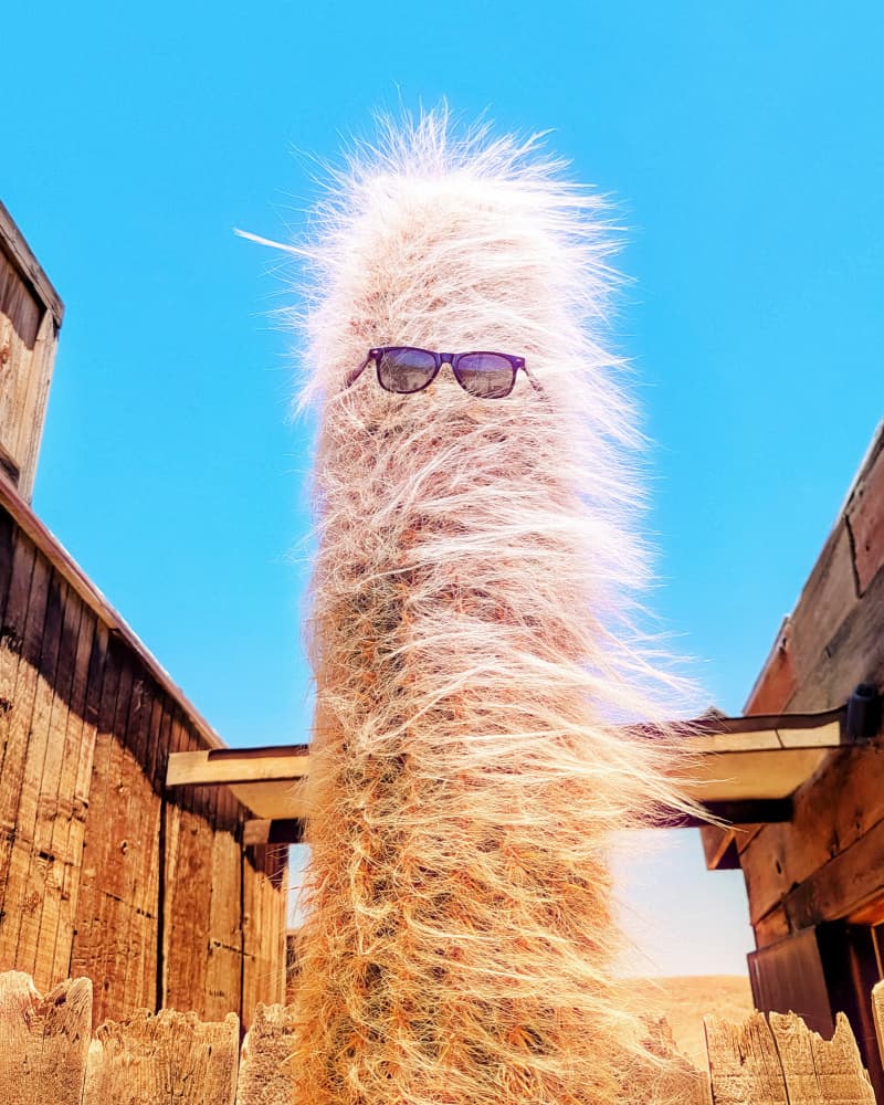 Cool Cactus Sunglasses by Tom Windeknecht — canvas wall art