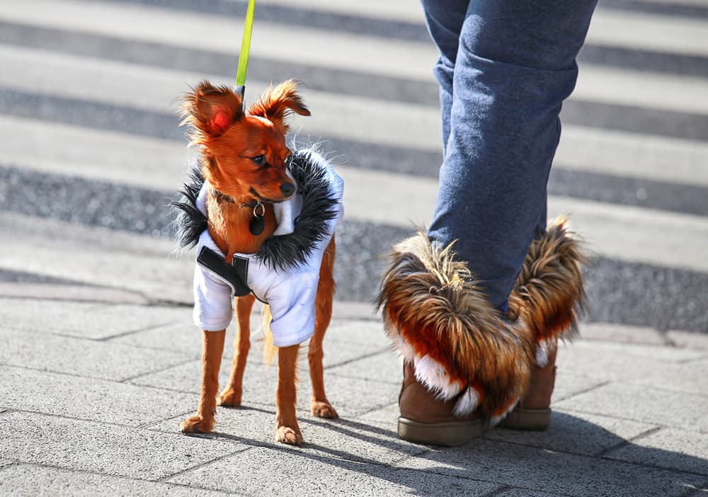 Stylish Dog Walk by Anna Niemiec — canvas wall art