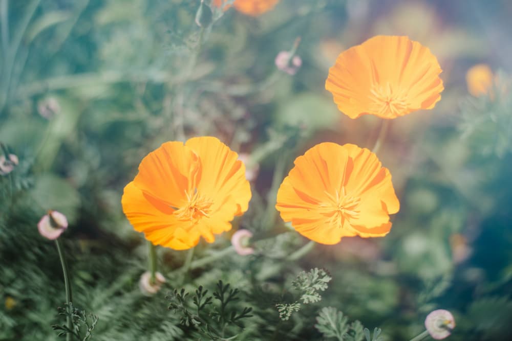 Dreamy Orange Poppies by Lynann Colligan — canvas wall art