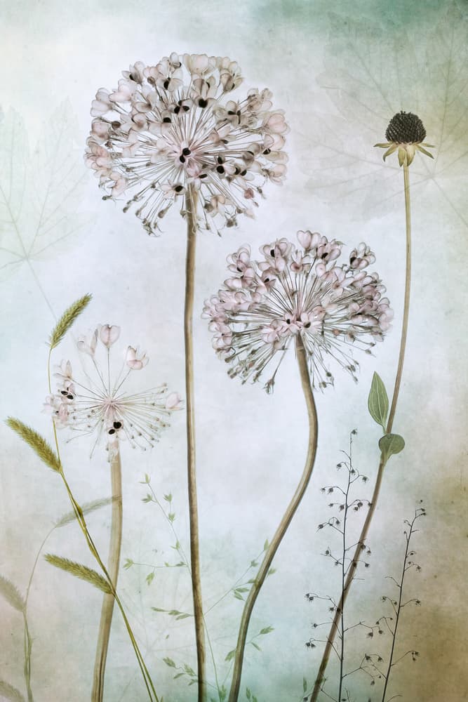 Allium by Mandy Disher — canvas wall art