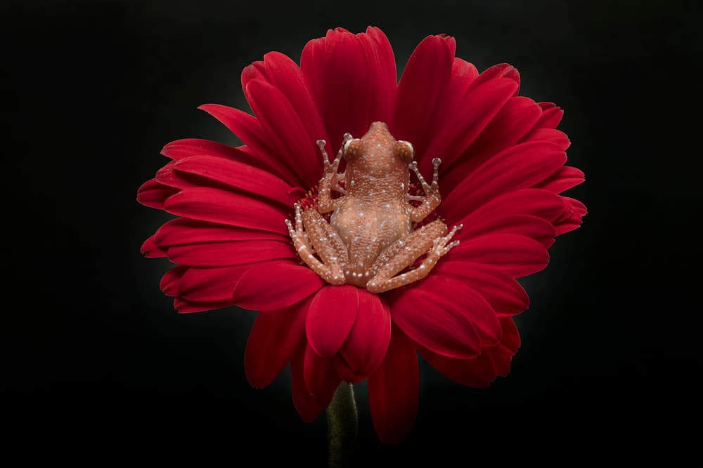Tree Frog Red Flower by Linda D Lester — canvas wall art