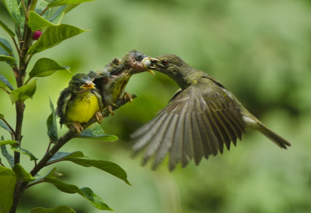 Mother Bird Feeding Chicks by Rawisyah Aditya — canvas wall art
