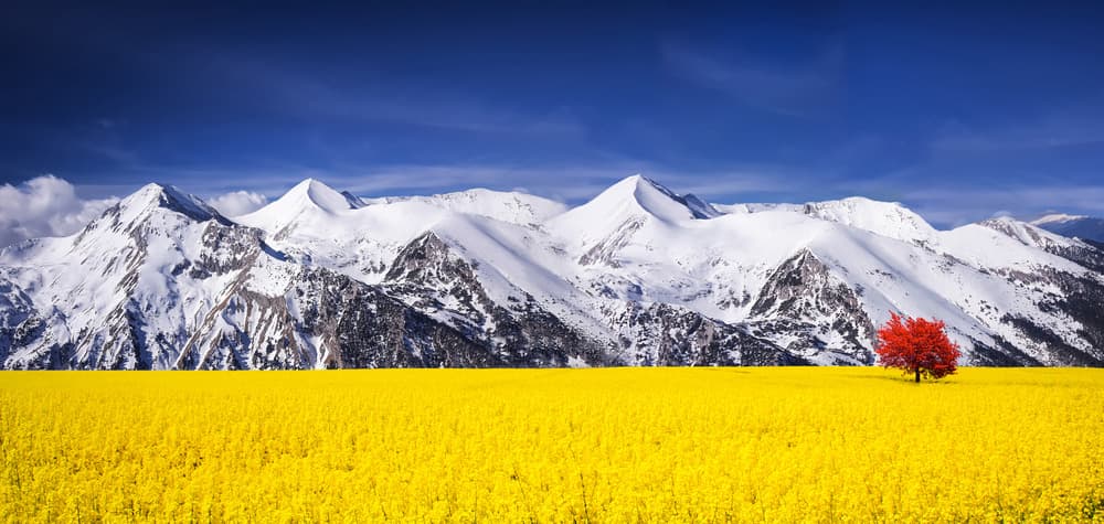 Red Tree Yellow Field Mountains by Bess Hamiti — canvas wall art