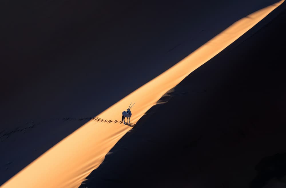 Golden Oryx Desert Dune by MIN LI — canvas wall art