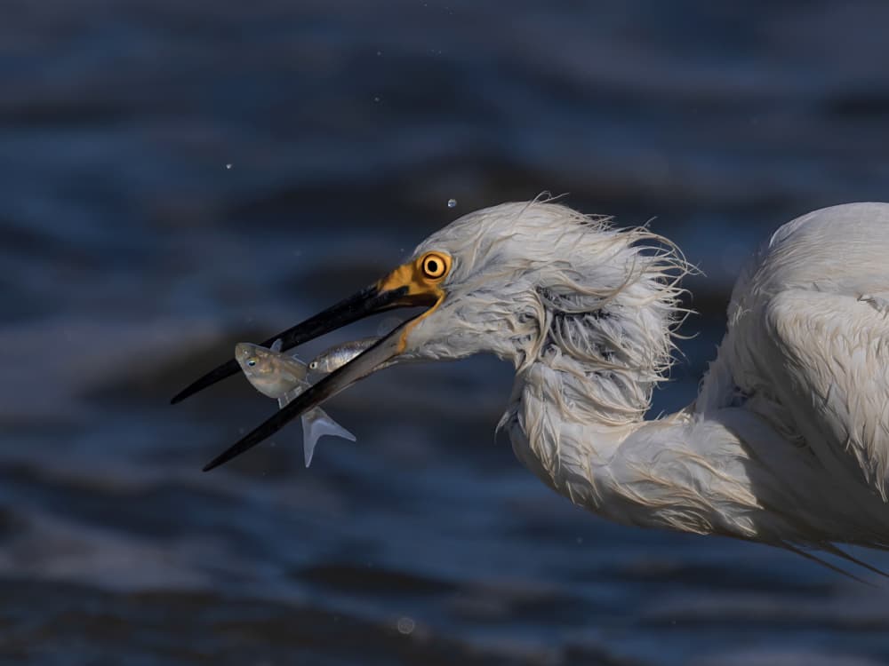 Snowy Egret Catches Fish by DonnaHom APA — canvas wall art