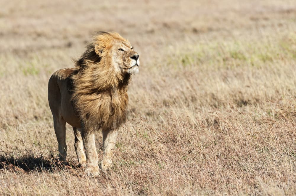 Windblown Savanna Lion by Massimo Felici — canvas wall art
