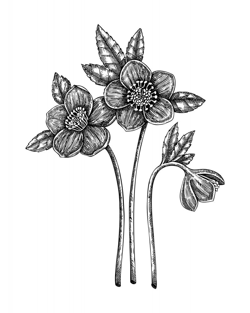 Botanical Line Drawing by Yevheniia Lytvynovych — canvas wall art