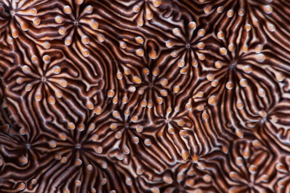 Intricate Coral Patterns by Andrey Narchuk — canvas wall art