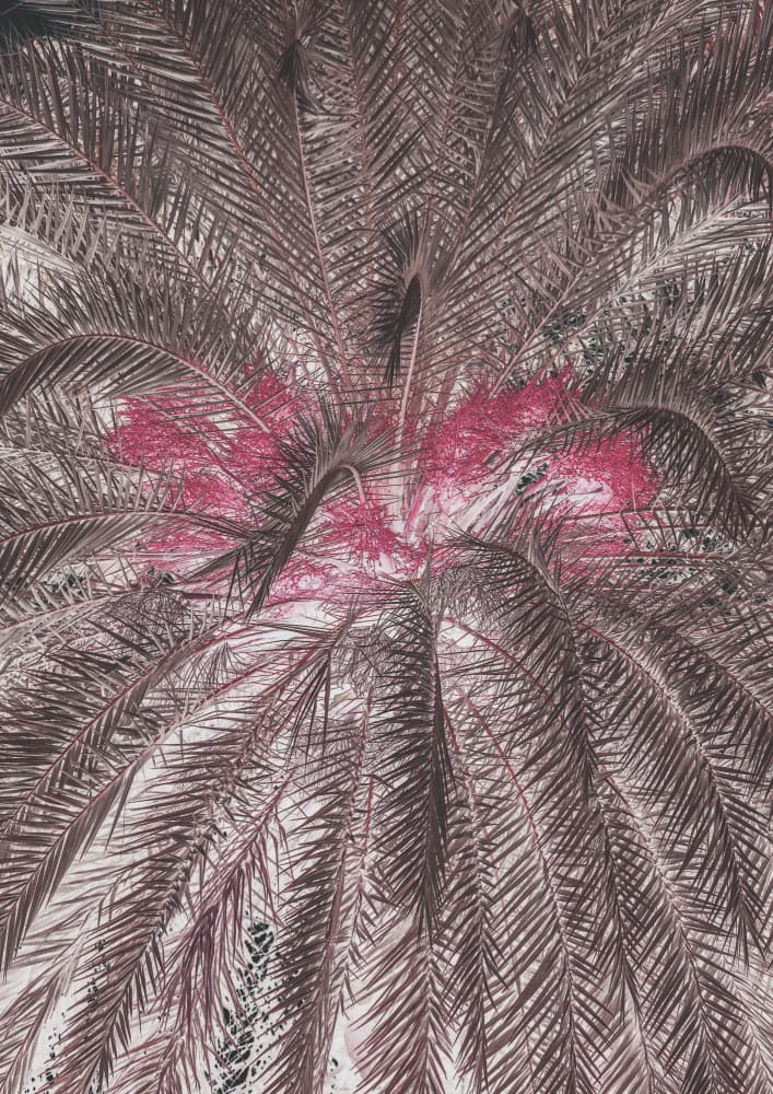Vivid Portrayal Of Palm Leaves by Shot by Clint — canvas wall art