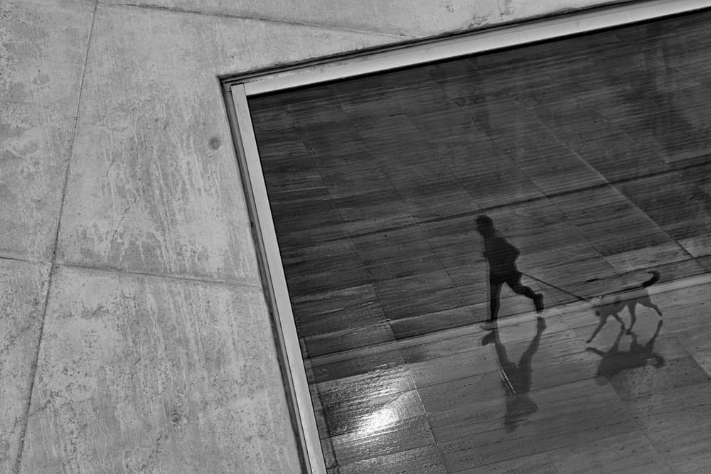 Dog Walk Reflection by Carlos Costa — canvas wall art