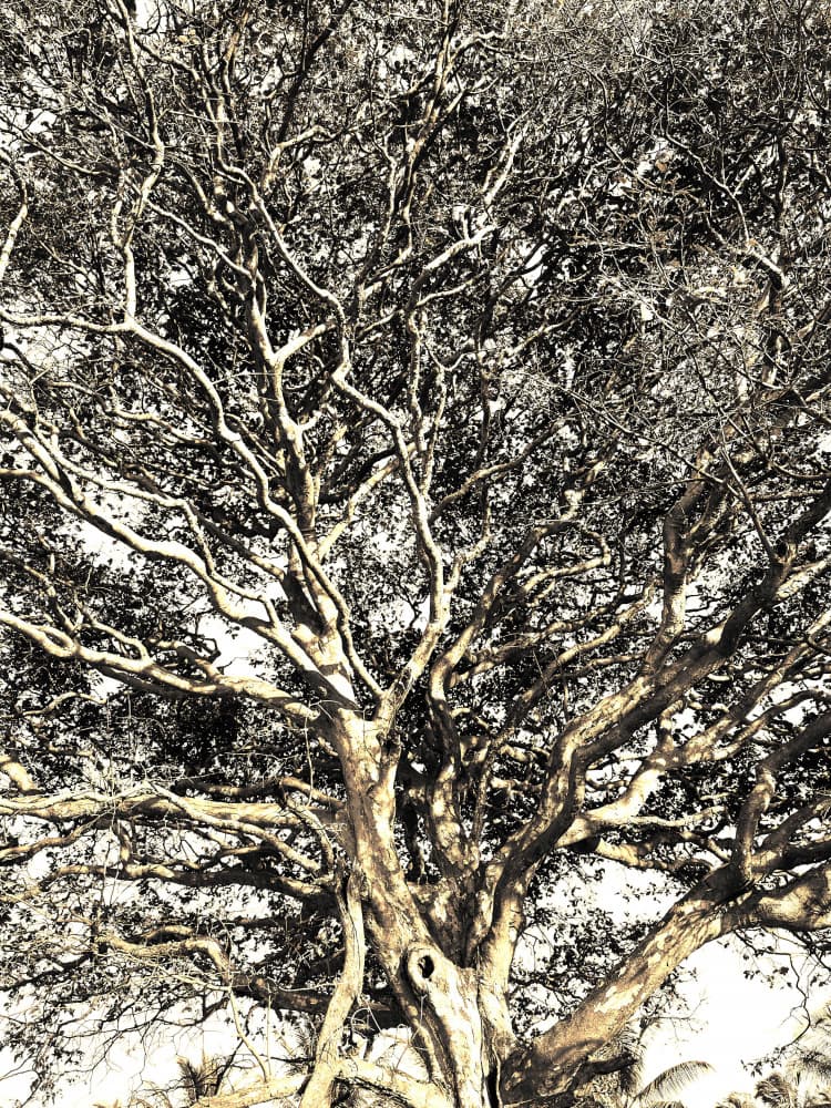 Ancient Tree Canopy by Santhosh ch — canvas wall art