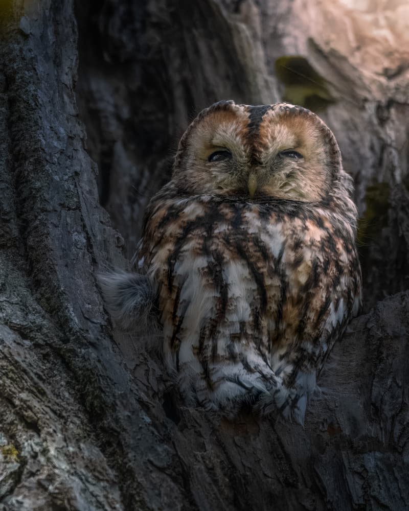 Dozing Forest Owl by Johan Lennartsson — canvas wall art