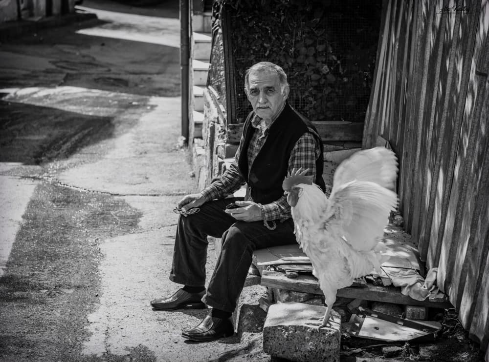 Old Man And Rooster by Ömer Ates Kızıltug — canvas wall art