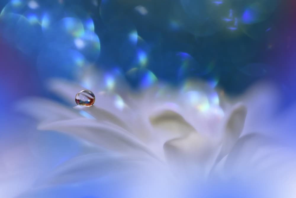 Iridescent Droplet On Flower by Juliana Nan — canvas wall art