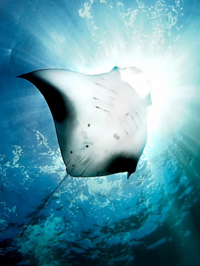 Manta Ray Sun Rays by Henry Jager — canvas wall art