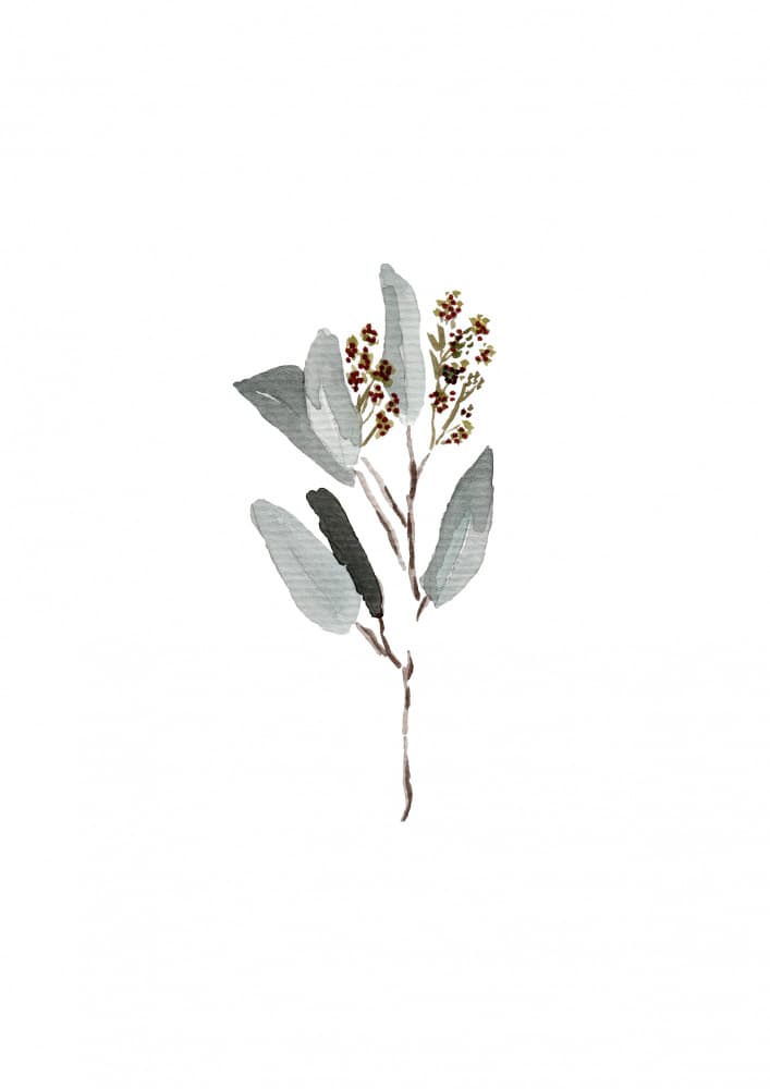 A4 Eucalyptus Branch3 by Anis Illustration — canvas wall art