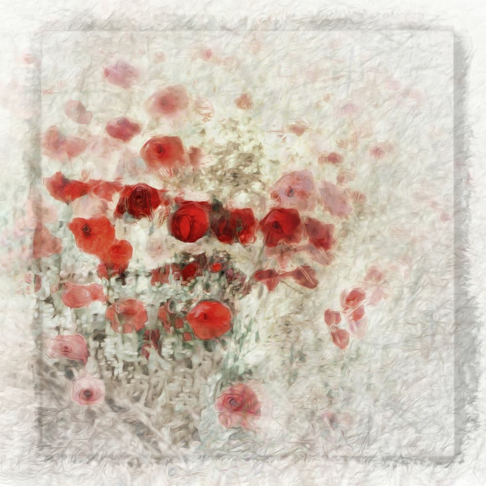Dreamy Red Poppies by Gilbert Claes — canvas wall art