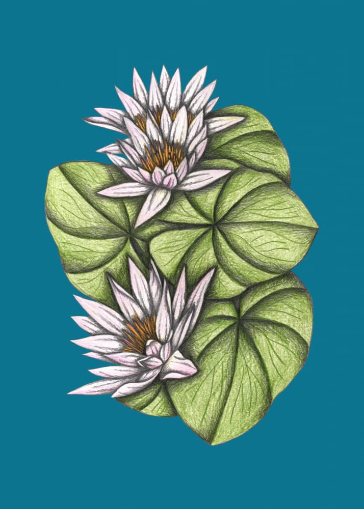 **Water Lilies On Teal** by Cecilia Battaini — canvas wall art