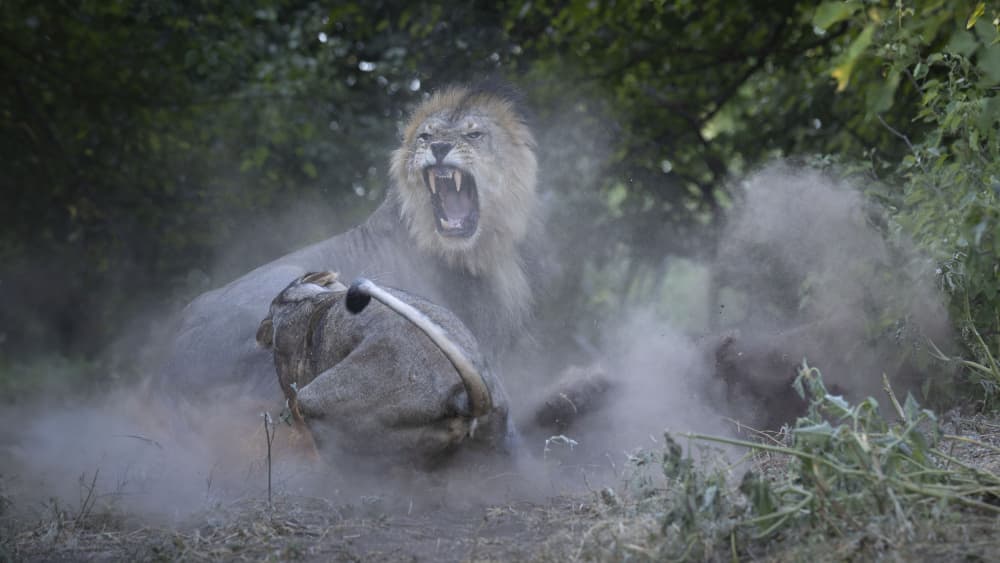 Roaring Lions Dust by Clint Ralph — canvas wall art