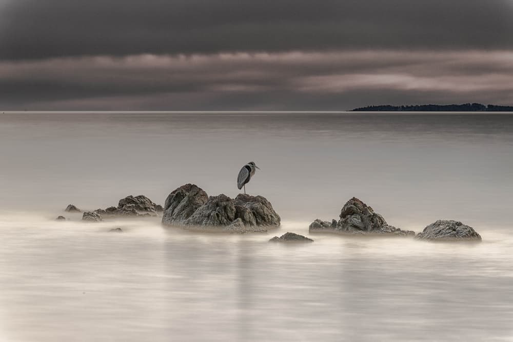 Peaceful Heron Seascape by Ihosvanny González Báez — canvas wall art