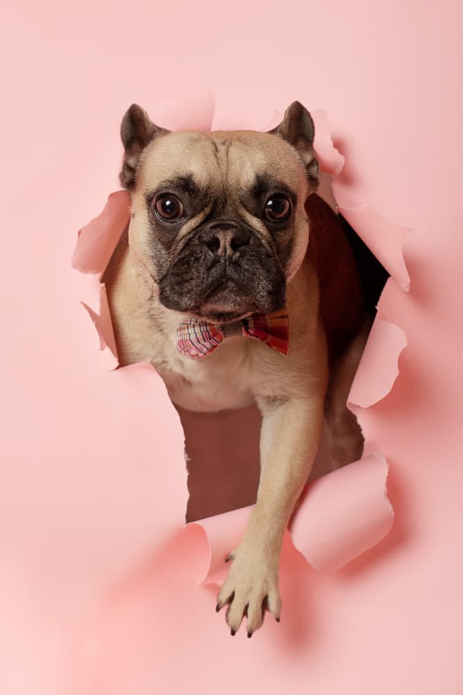 Playful Frenchie Peeking by Raluca Arhire — canvas wall art