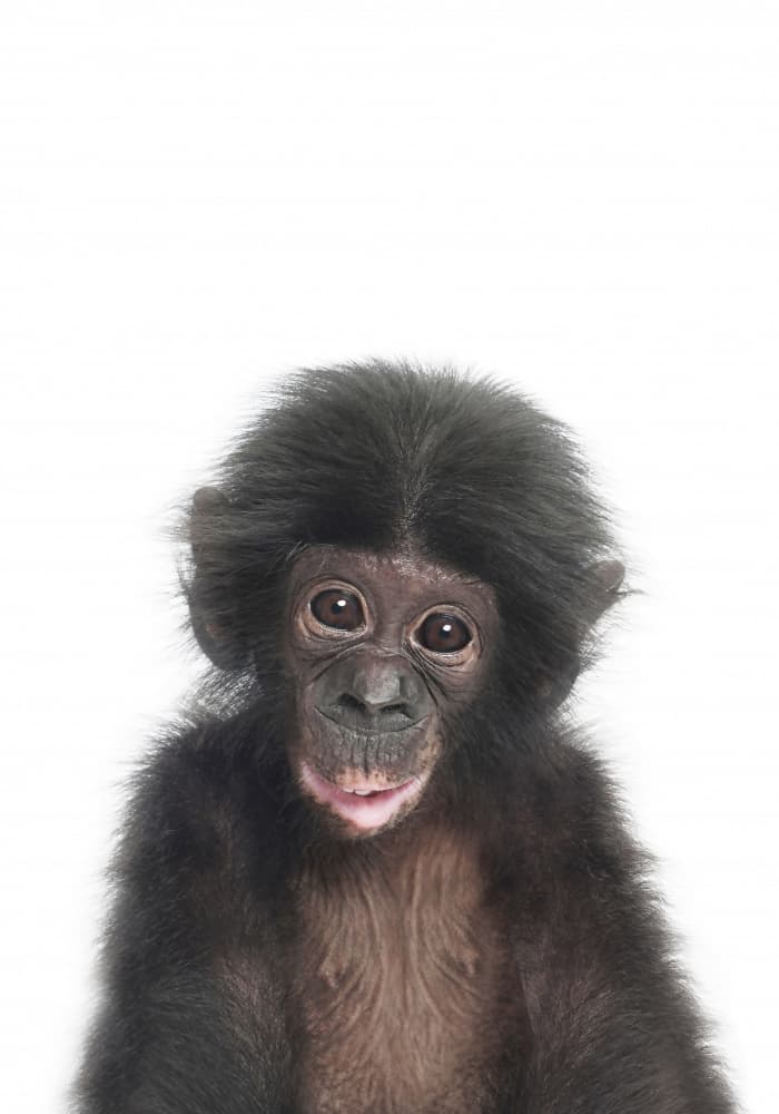 Baby Monkey by Kathrin Pienaar — canvas wall art