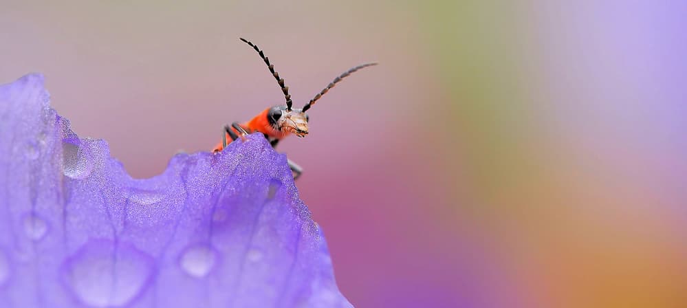 Red Bug Purple Flower by Thierry Dufour — canvas wall art