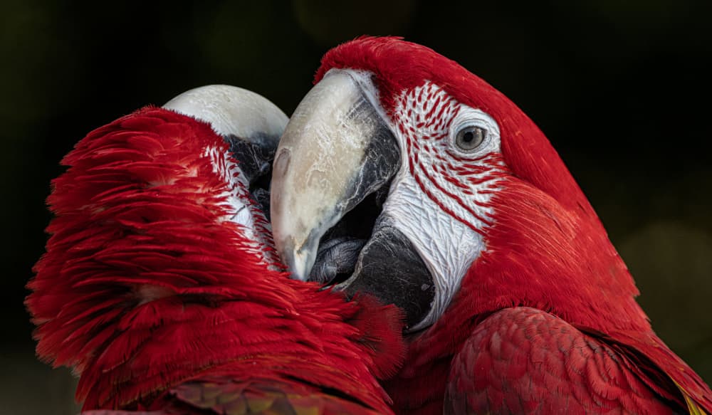 Red Macaw Embrace by Hamza Qarooni — canvas wall art