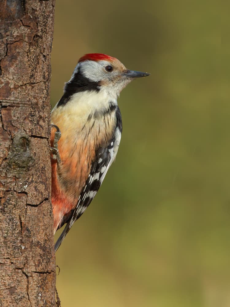 Red-Capped Woodpecker Perched by Annie Keizer — canvas wall art
