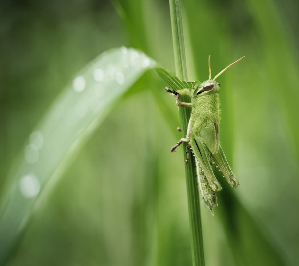 A Grasshopper on a Blade of Grass by Takiko Hirai — canvas wall art