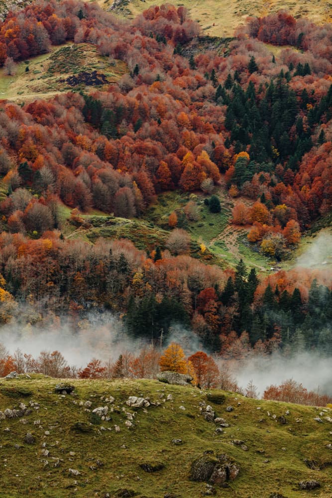 Colorful Autumn Forest Mist by Javier Pardina — canvas wall art