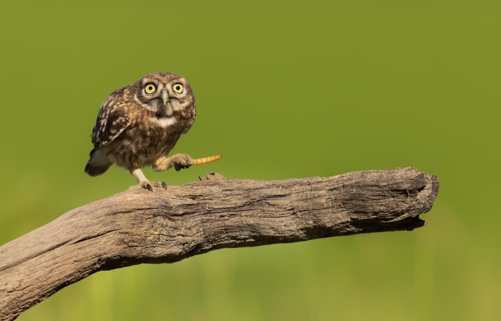 Curious Owl With Worm by Marco Barisone — canvas wall art
