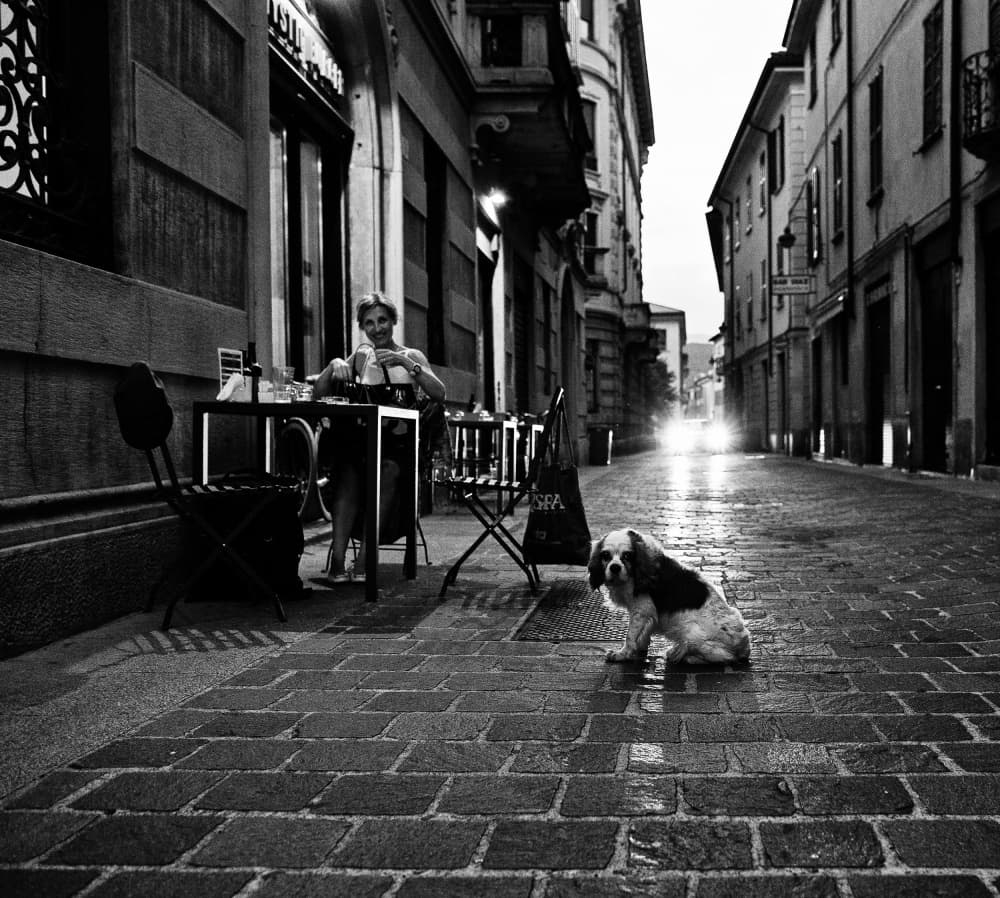 Evening Cafe Dog by Julien Oncete — canvas wall art