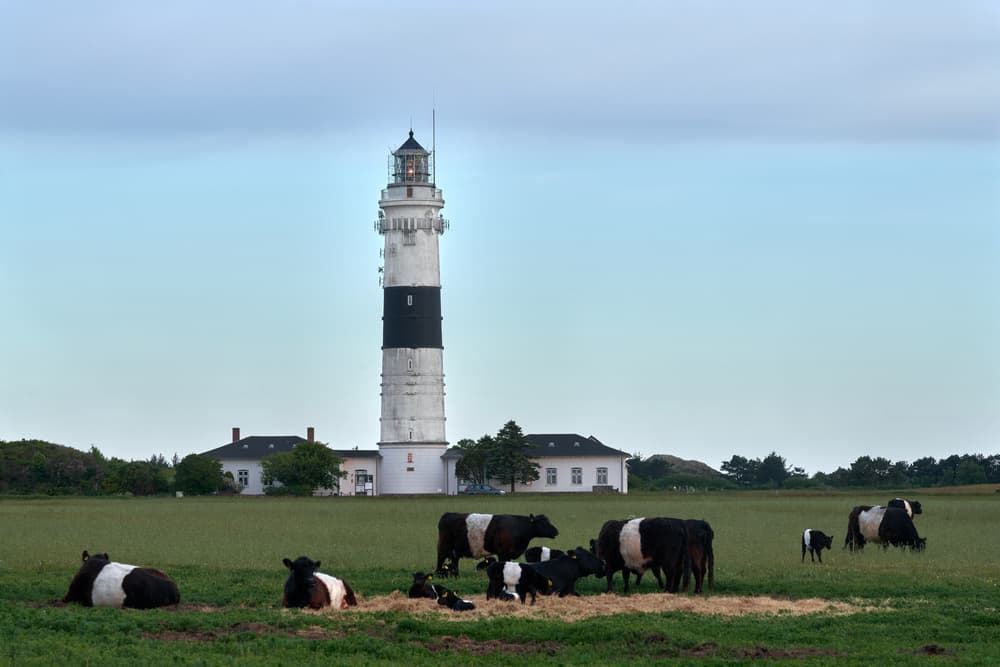 Lighthouse and Belted Galloways by Bodo Balzer — canvas wall art