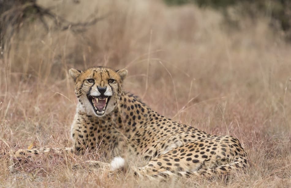 Wild Cheetah Roar by Greg Barsh — canvas wall art