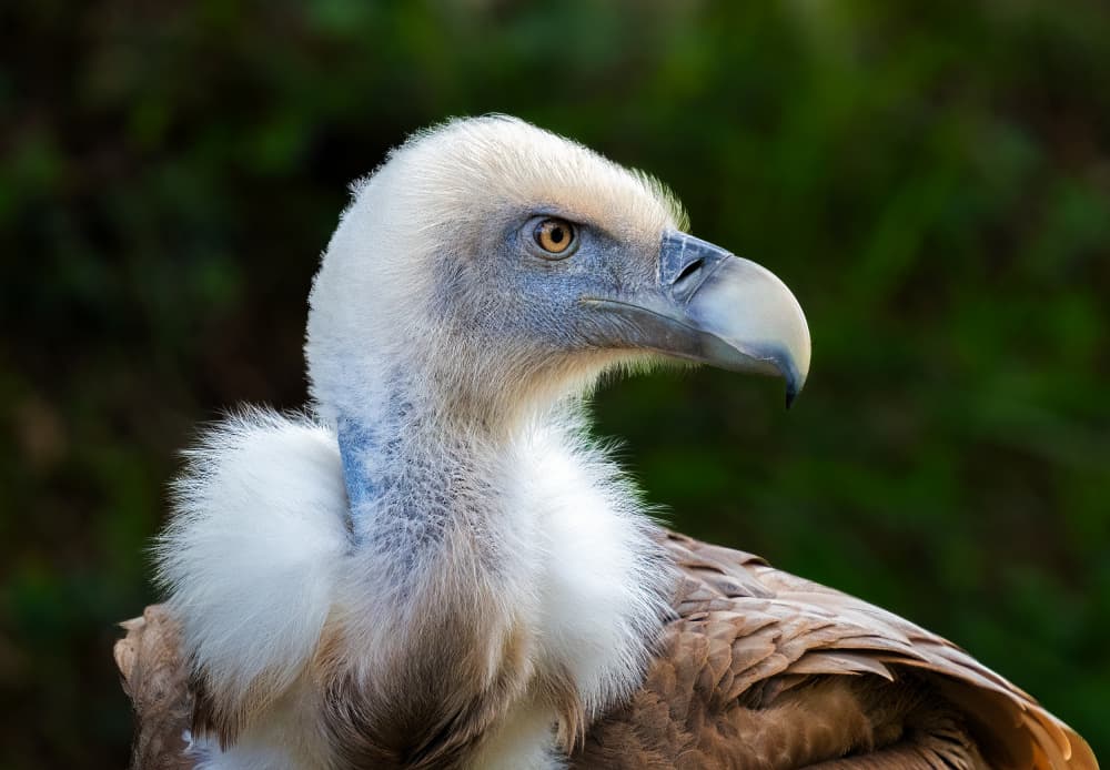 Majestic Vulture Gaze by Juan I. Cuadrado — canvas wall art