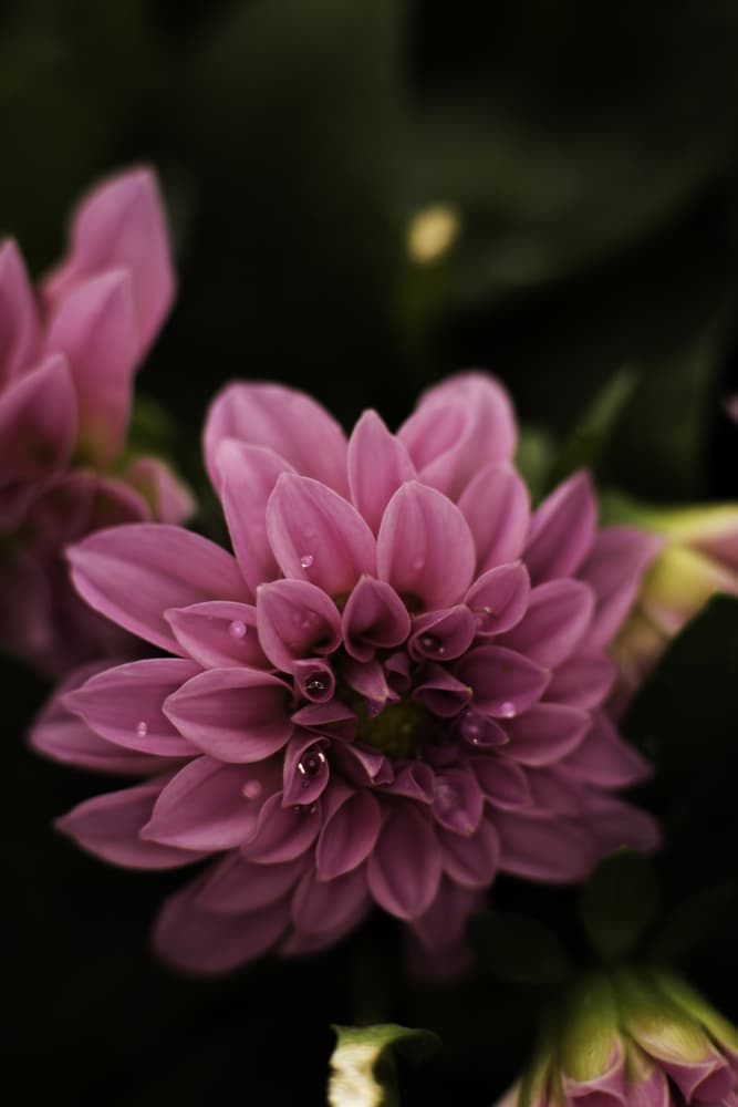 Purple Dahlia Drops by Javier Pardina — canvas wall art