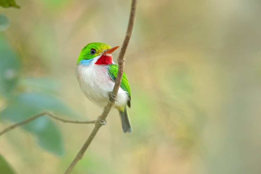 Vibrant Bird on Branch by Milan Zygmunt — canvas wall art