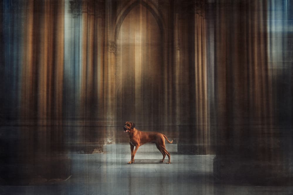 Majestic Canine Architecture by Heike Willers — canvas wall art