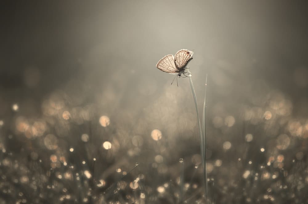 Butterfly in Golden Light by Edy Pamungkas — canvas wall art
